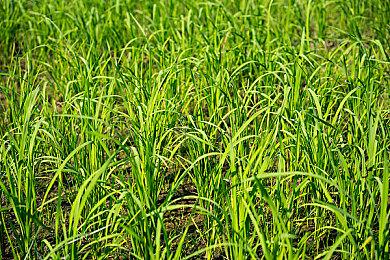 恐怖游戏《斯盖尔仪式》全新预告 死寂亡灵再度归来