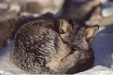 《如龙 维新！极》或明日推出试玩版 以战斗为重点